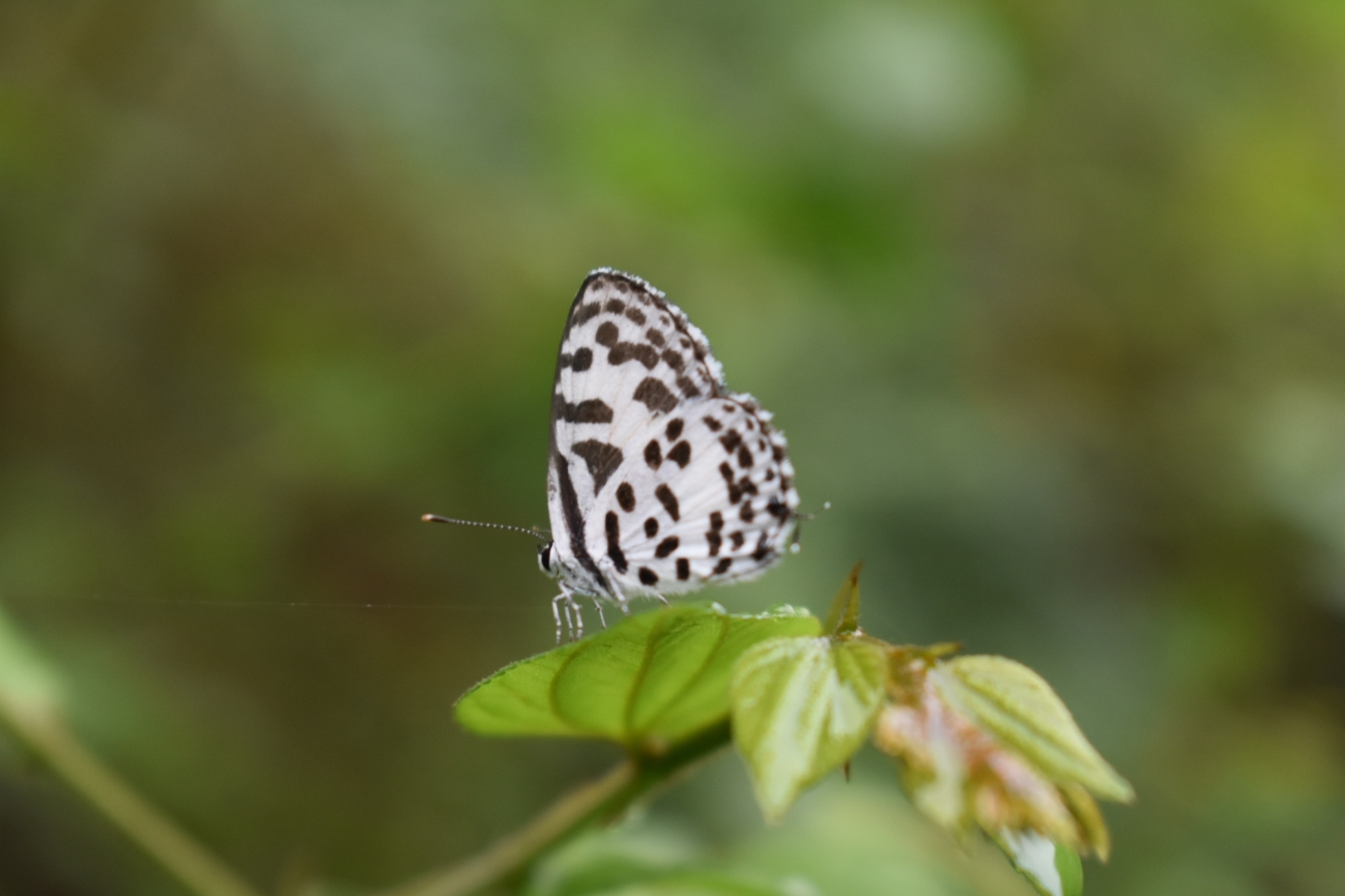 Common Pierrot
