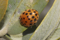 Henosepilachna sumbana