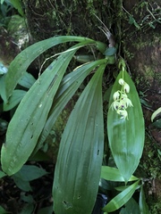 Eria scabrilinguis