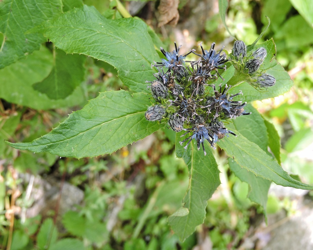 Saussurea piptathera