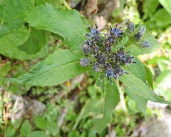 Saussurea piptathera