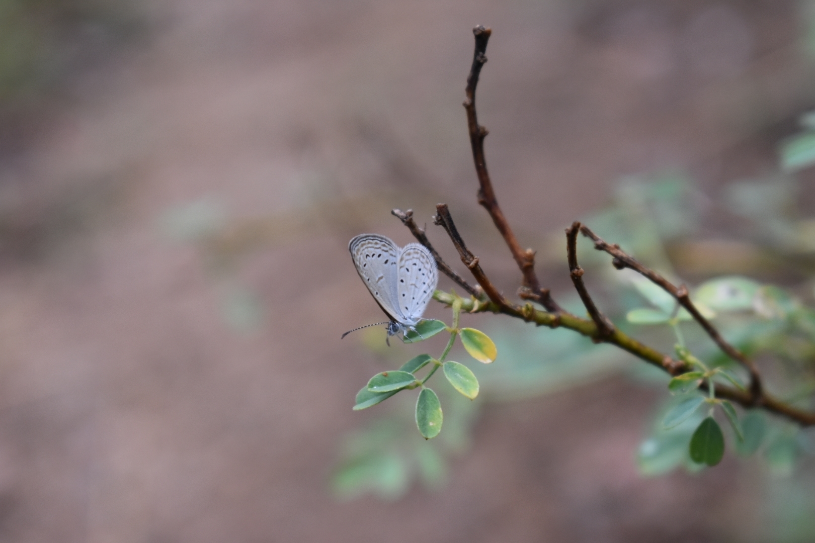 Tiny Grass Blue