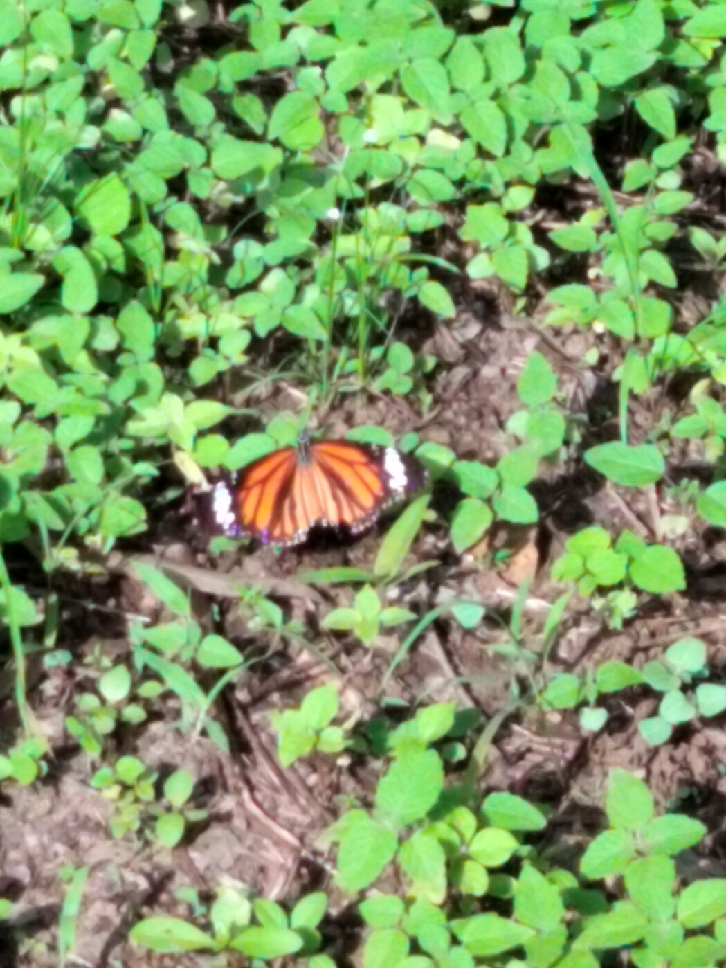 Striped Tiger