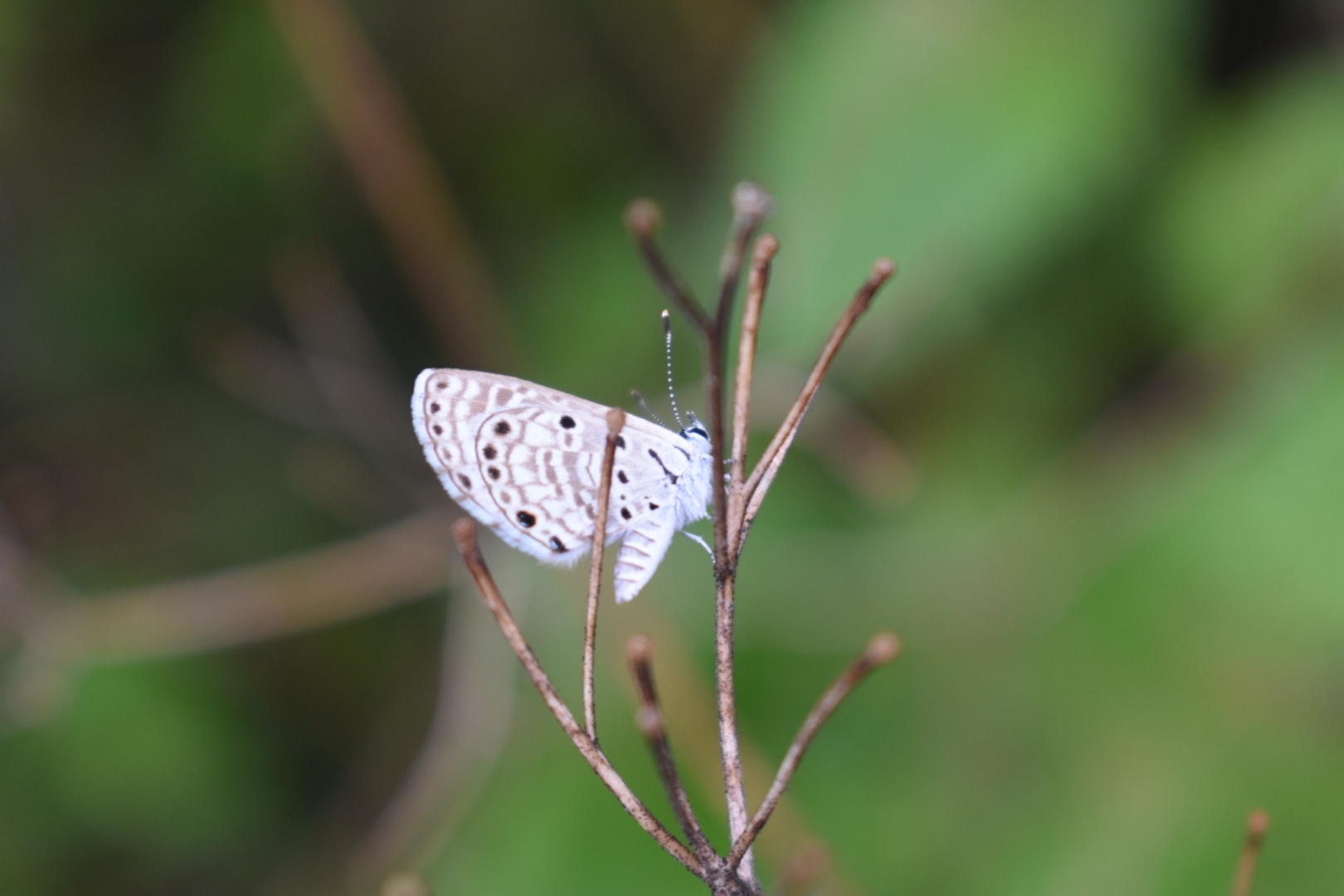 African Babul Blue