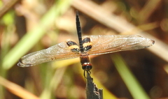 Rhyothemis phyllis beatricis