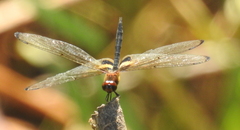 Rhyothemis phyllis beatricis