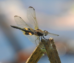 Rhyothemis phyllis beatricis