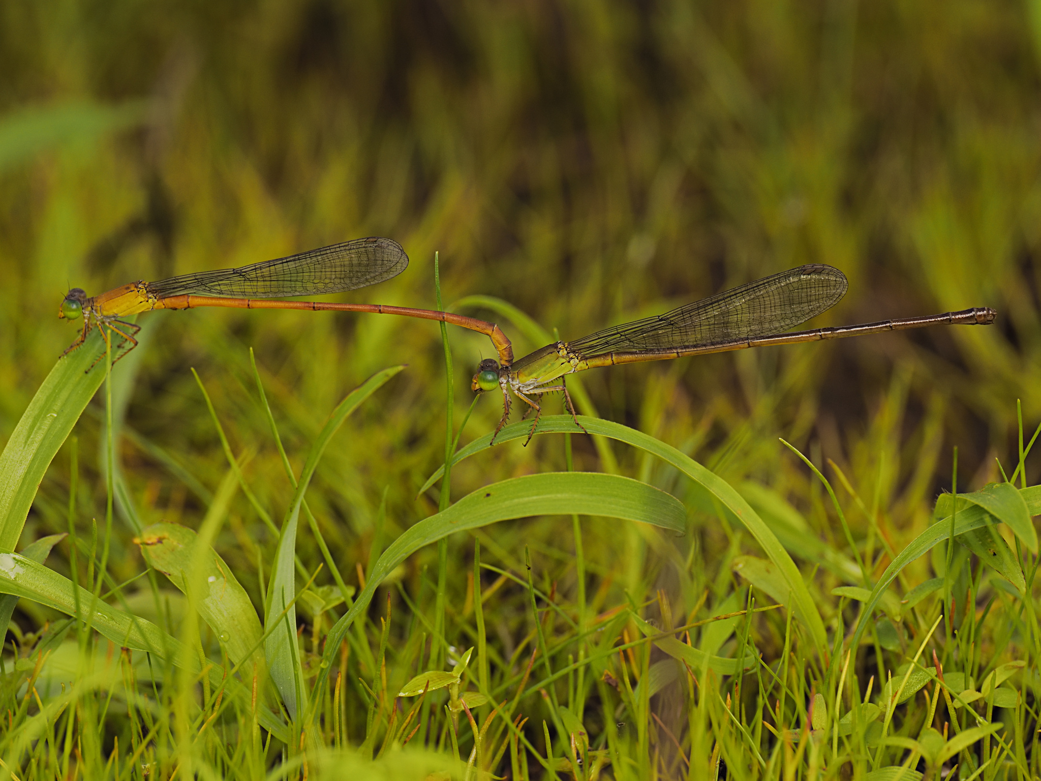 Orange Marsh Dart