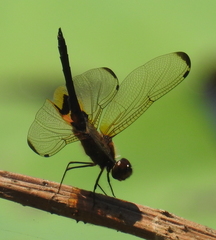 Rhyothemis phyllis beatricis