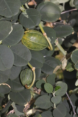 Capparis nummularia