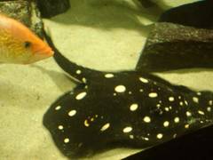 Potamotrygon leopoldi