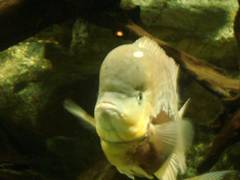 Cincelichthys pearsei