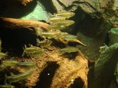 Arnoldichthys spilopterus