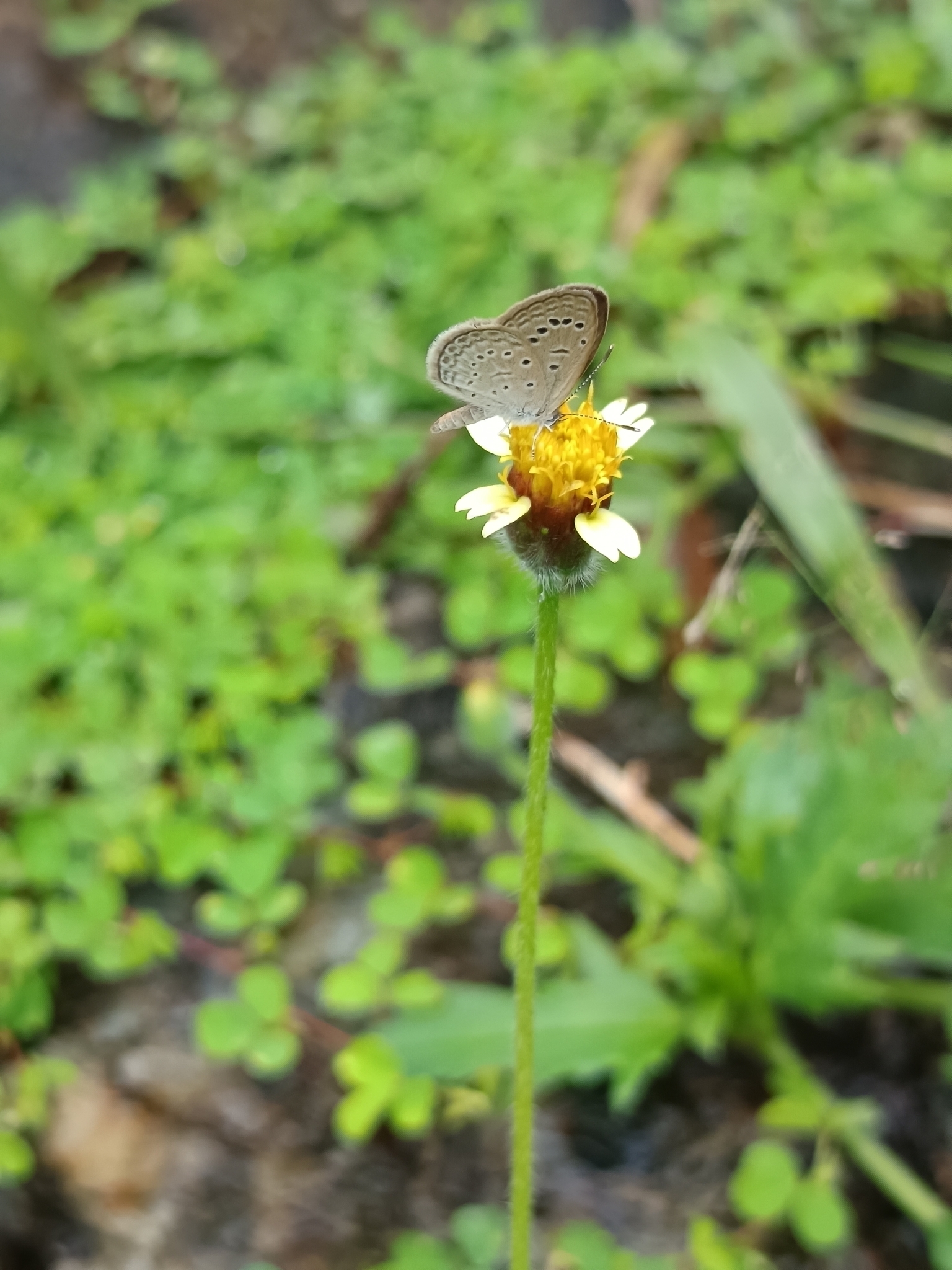 Dark Grass Blue