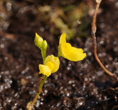 Utricularia aurea