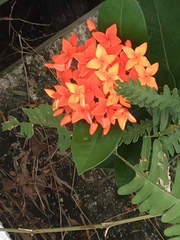 Ixora chinensis