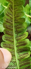 Athyriaceae
