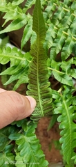 Athyriaceae