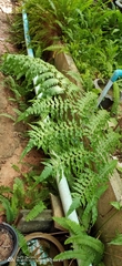 Athyriaceae
