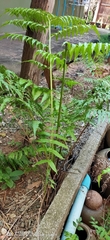 Athyriaceae
