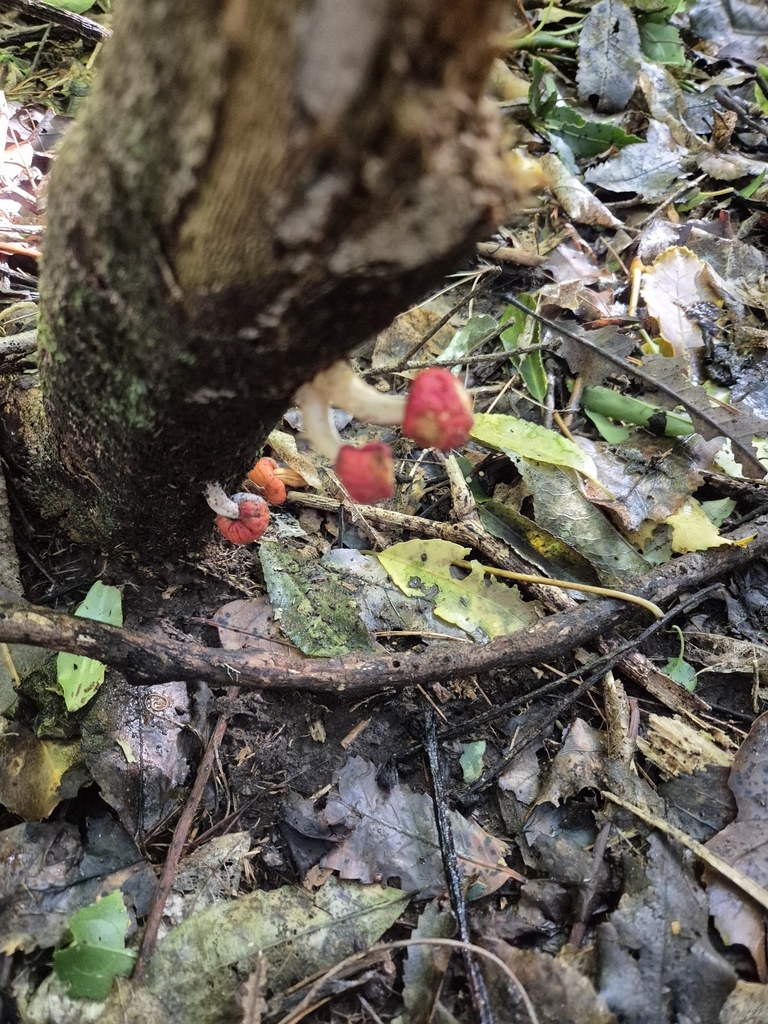 Leratiomyces erythrocephalus · June 2025 · photo: © rempson (iNaturalist, cc-by)
