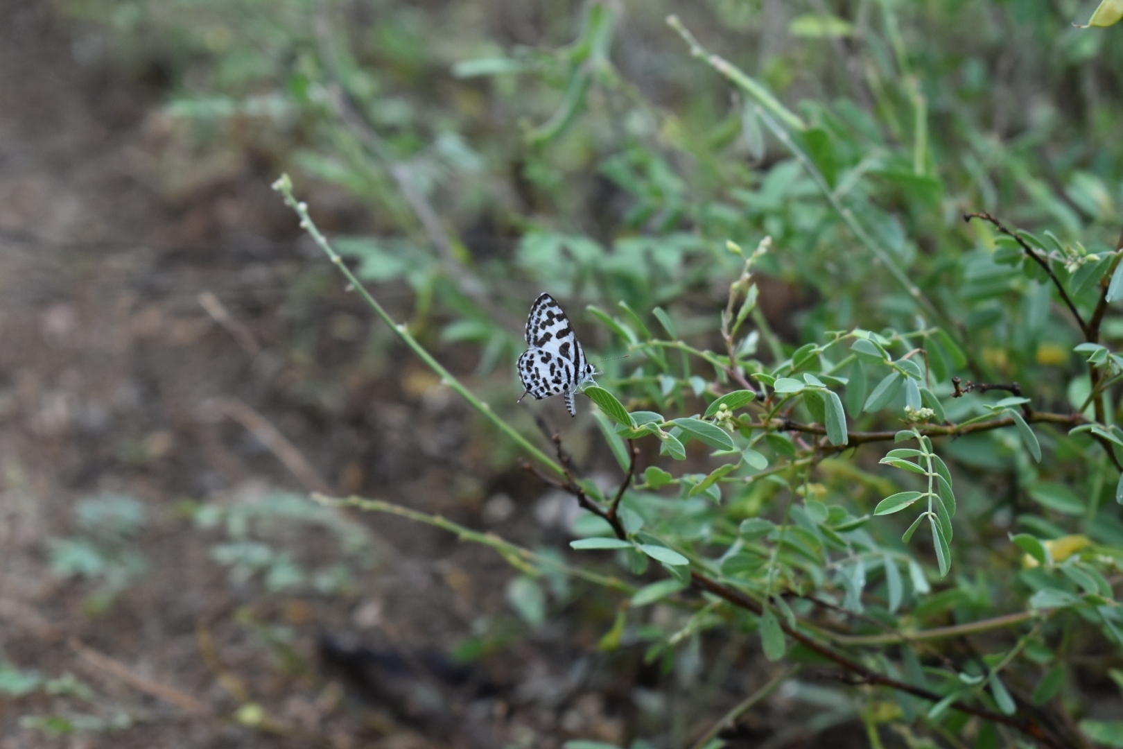 Common Pierrot