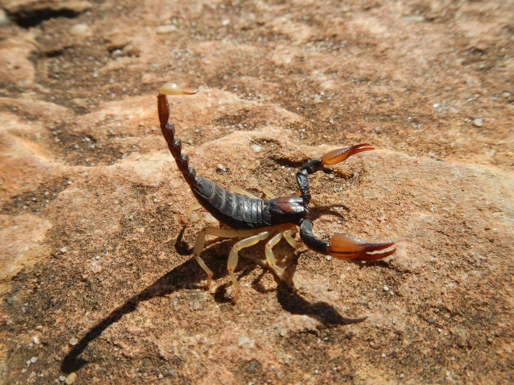 Scorpionoidea