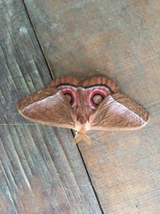 Bunaeopsis licharbas