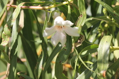 Eremophila bignoniiflora