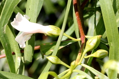 Eremophila bignoniiflora