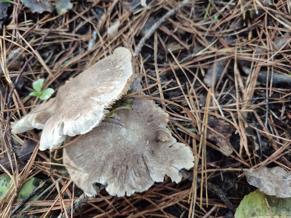 Tricholoma terreum · June 2025 · photo: © rempson (iNaturalist, cc-by)