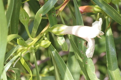 Eremophila bignoniiflora