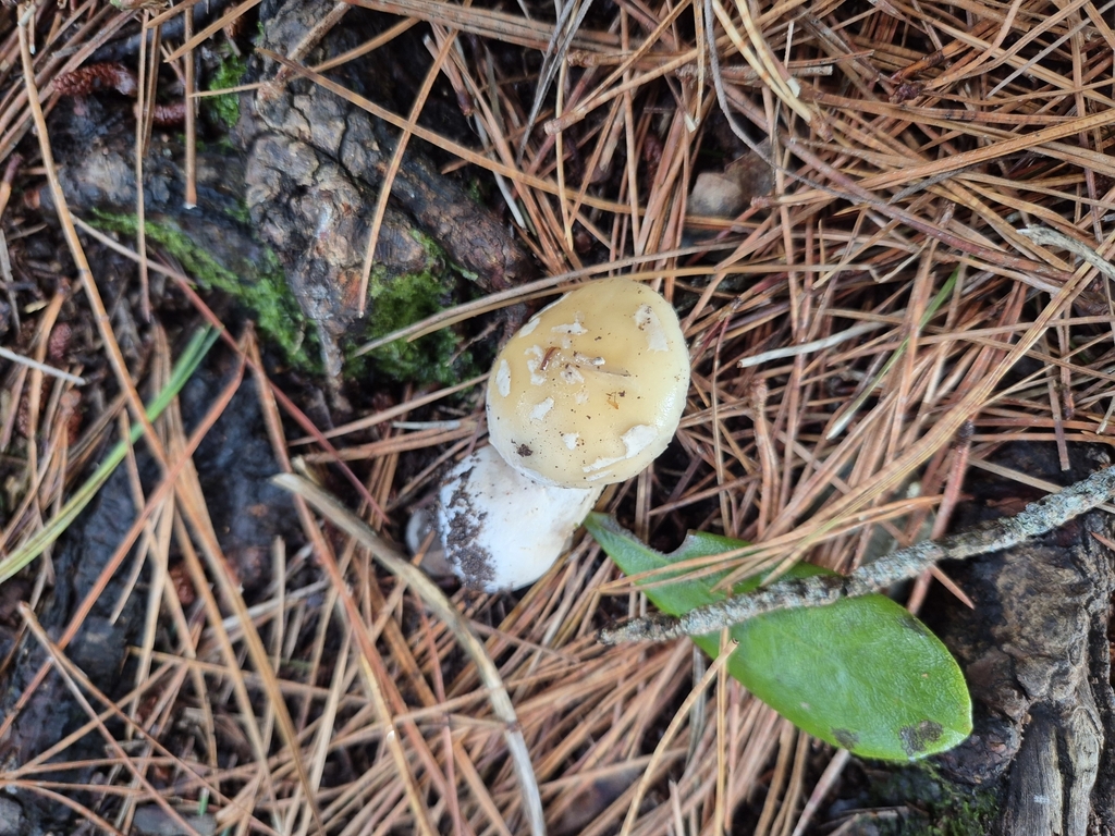 Amanita junquillea · June 2025 · photo: © rempson (iNaturalist, cc-by)