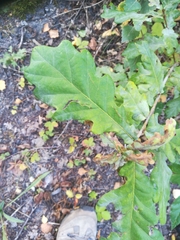 Quercus robur