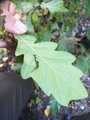 Quercus robur