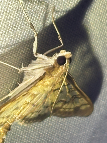 iNaturalist observation photo of Brown-shaded Mimorista
