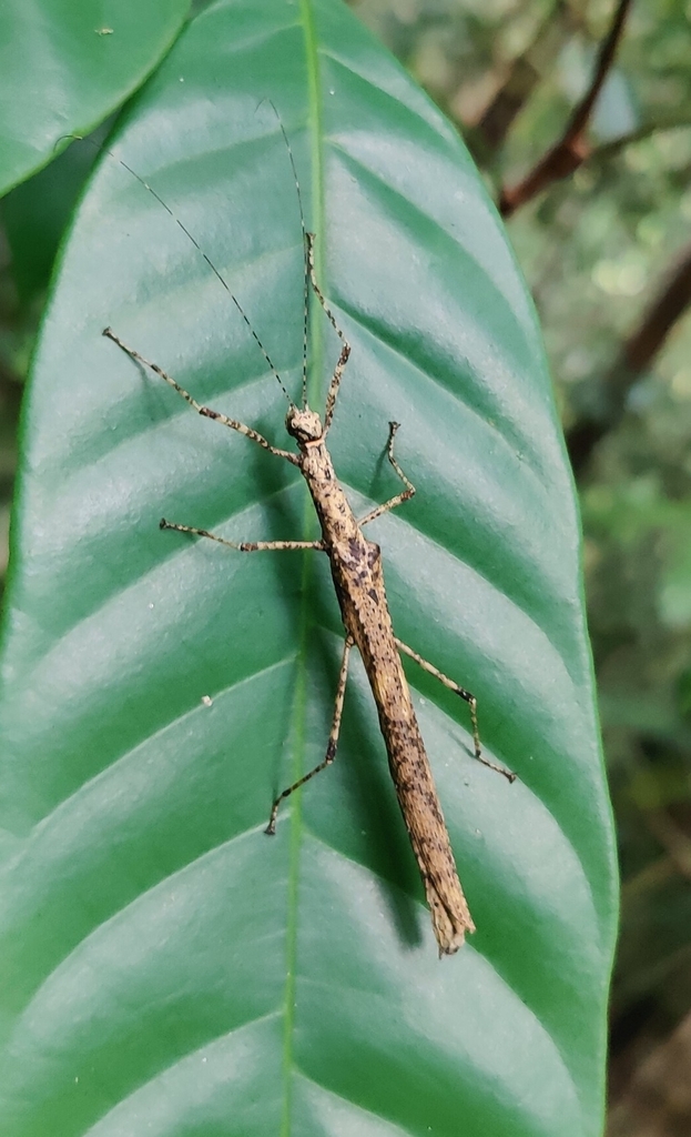 Dull Knob-Necked Stick Insect (Calvisia conicipennis)