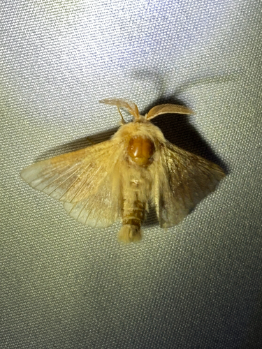 iNaturalist observation photo of Tent Caterpillar Moths