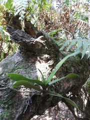 Cyrtorchis arcuata arcuata