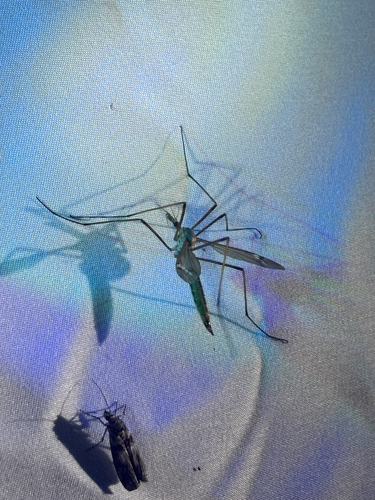 iNaturalist observation photo of Common Crane Flies