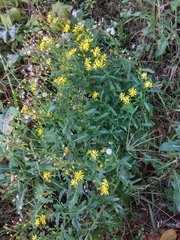 Asteroideae