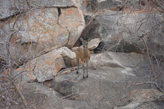 Oreotragus oreotragus transvaalensis