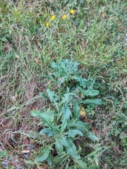 Sonchus arvensis
