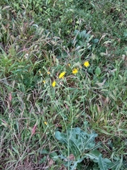 Sonchus arvensis