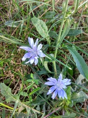 Cichorium intybus