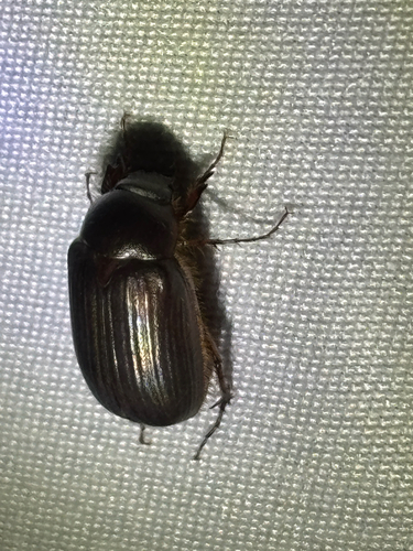 iNaturalist observation photo of Sericini