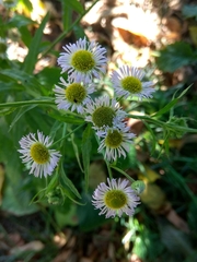 Erigeron annuus