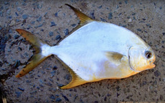 Oyster Pompano photo 2