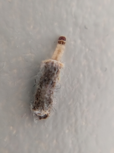 Case-bearing Clothes Moth