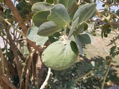 Calotropis procera